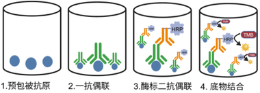 喹诺酮酶联免疫试剂盒 - Cover Image